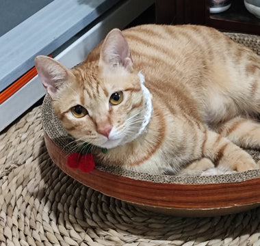 A cat lies on a cat cushion