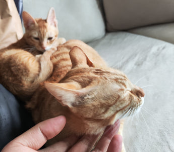 Petting the cat