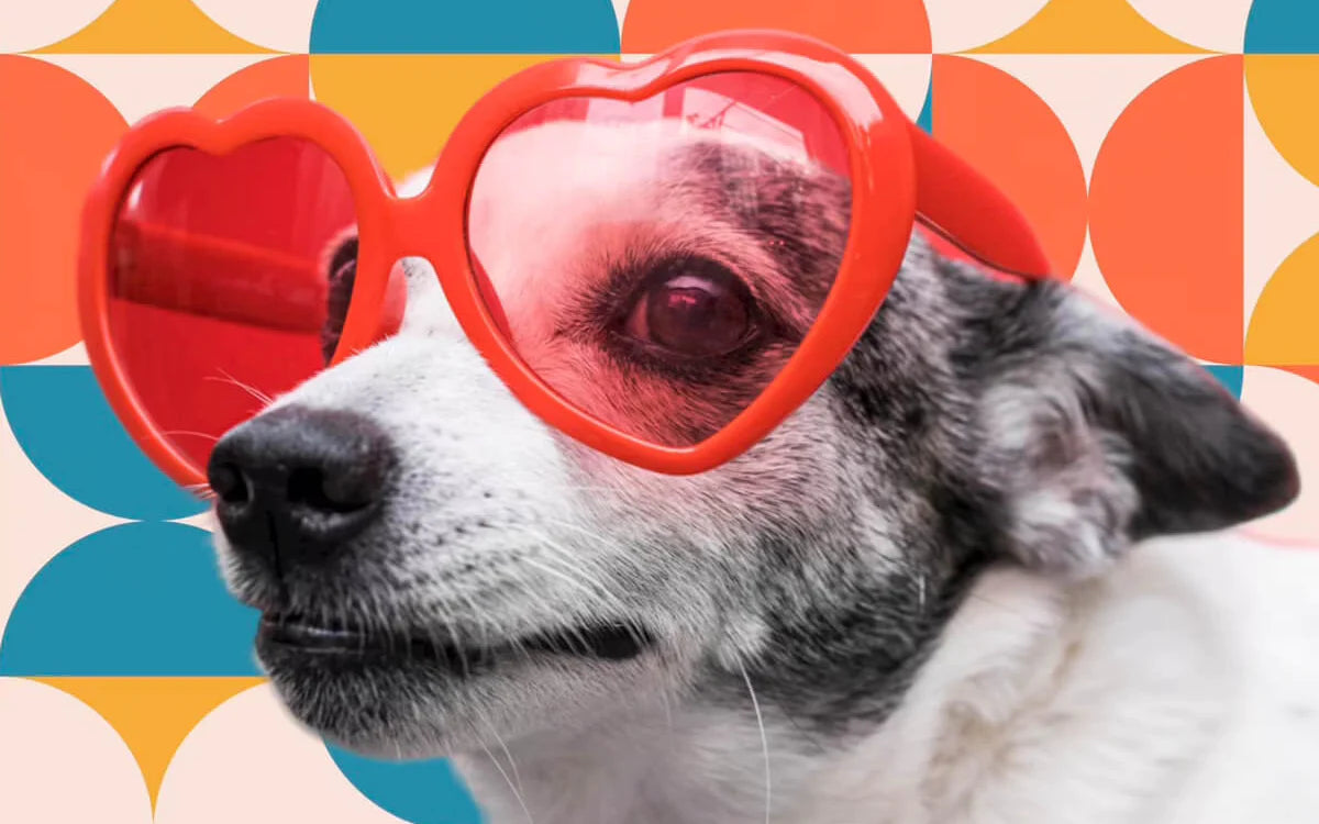 A dog wears a big red sunglasses