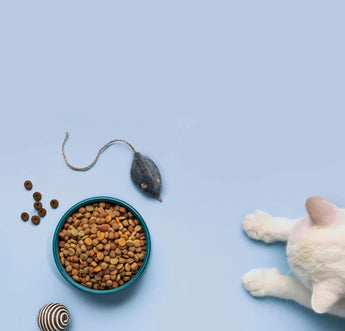 Shop Toys for cat img 