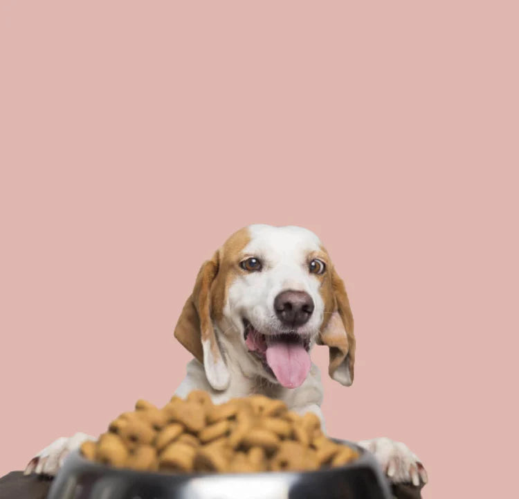 Dog img