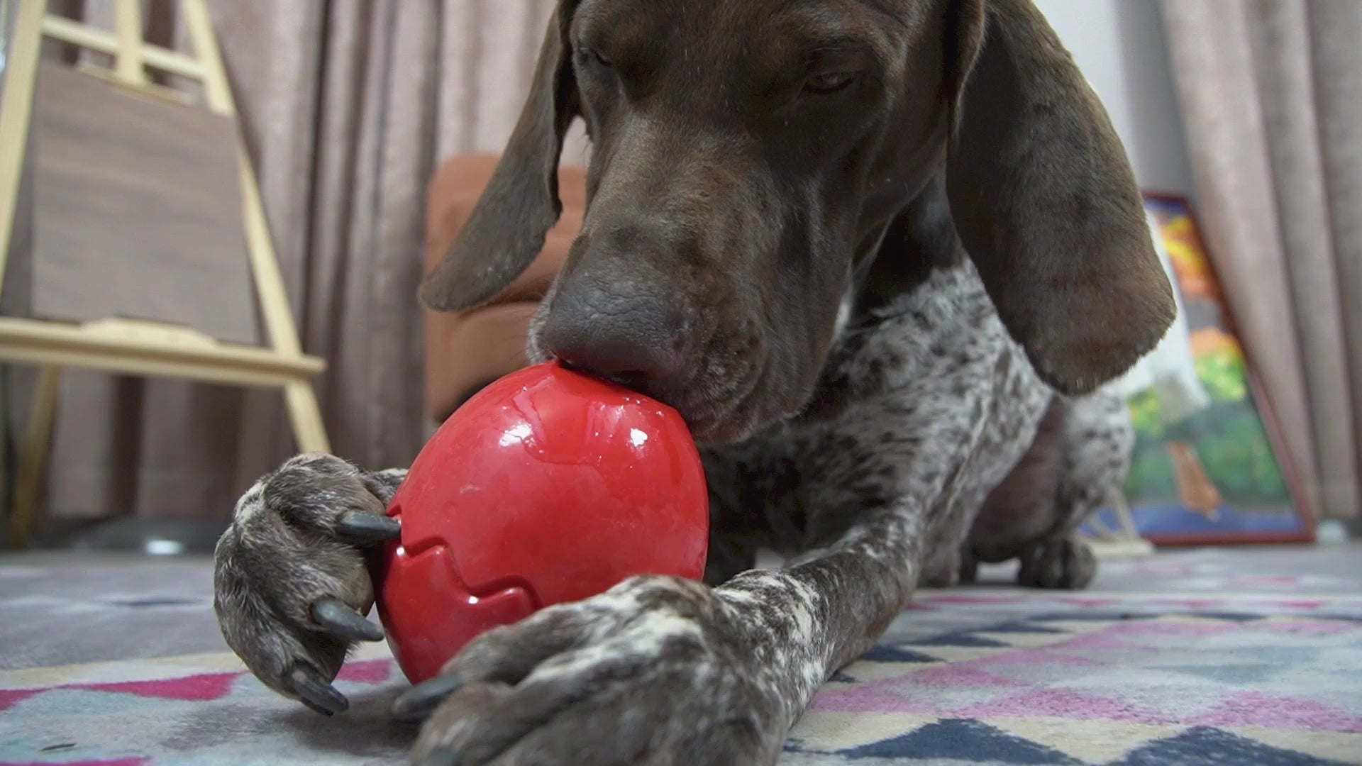 Chew Toy for Dogs