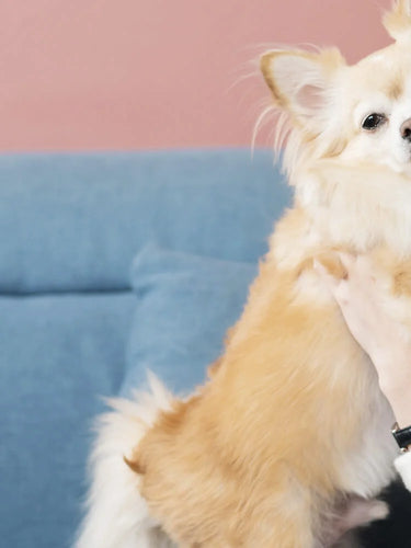 Good Relationship with Dog Banner | Hug Dog