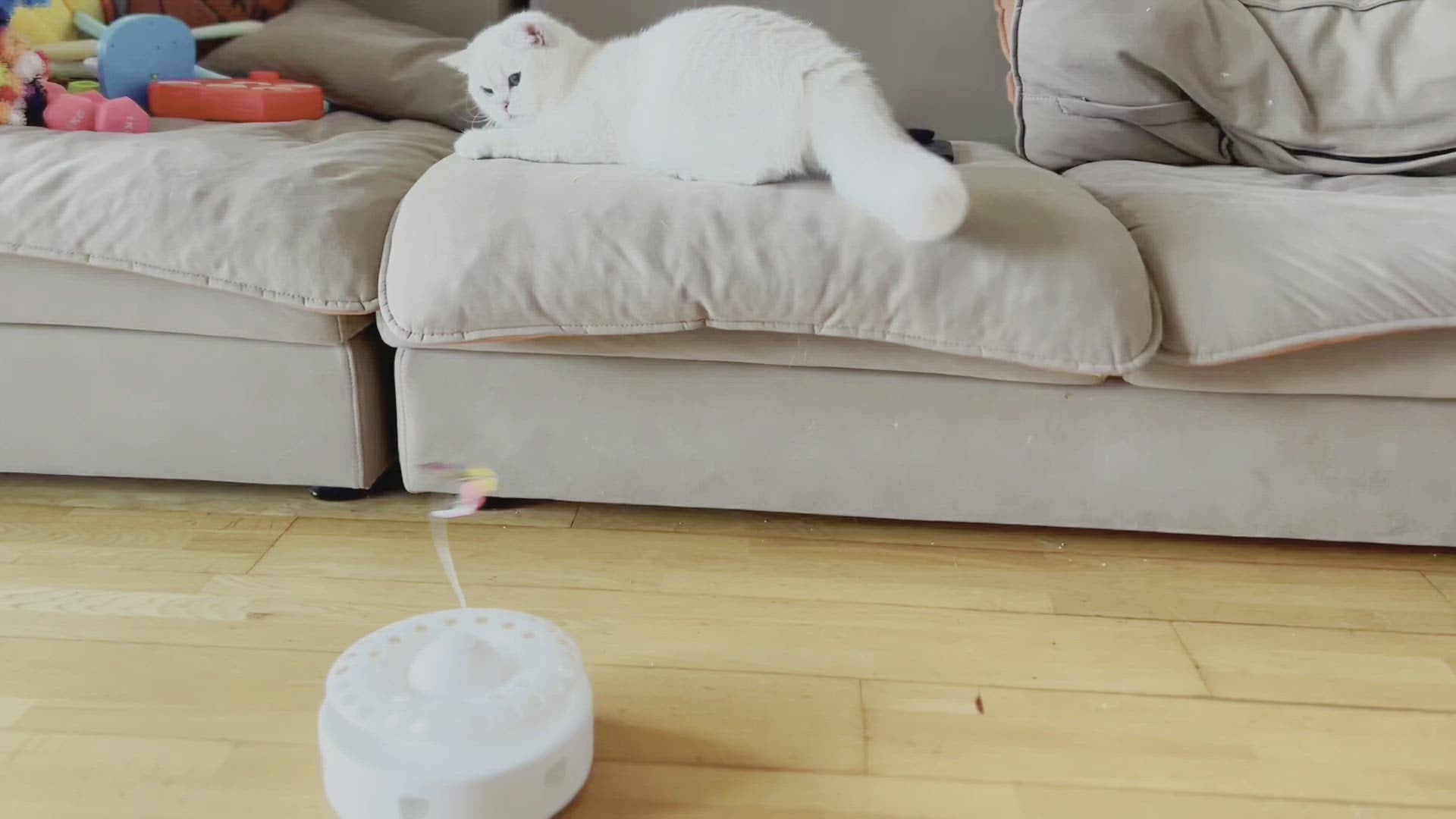 Cat Interactive Toys