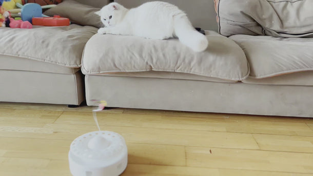 Cat Interactive Toys